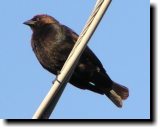 [ Brown-headed cowbird ]