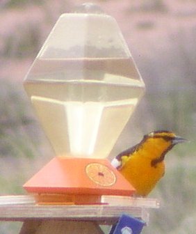 [Bullock's oriole]