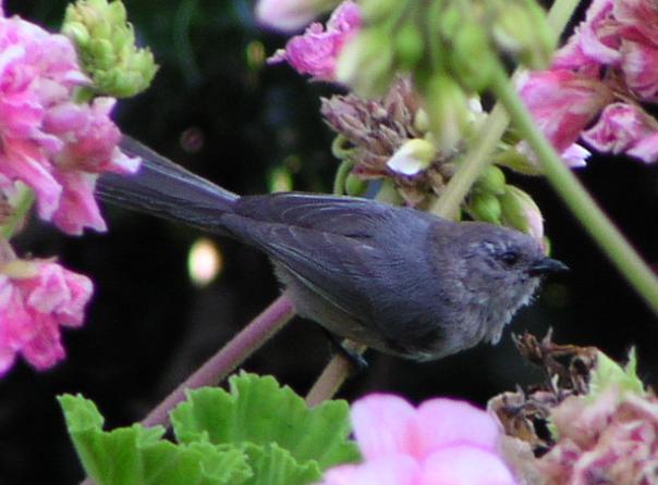 [Bushtit]