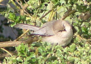 [Bushtit]