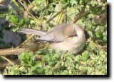 [ Bushtit ]