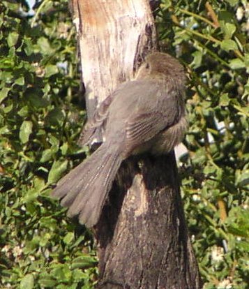 [Bushtit]