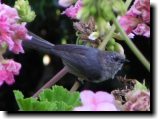 [ Bushtit ]