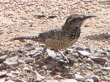 [Cactus wren]