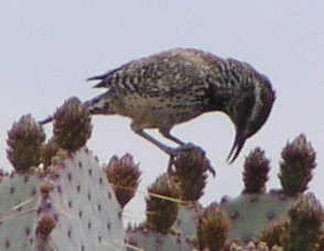 [Cactus wren]