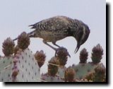 [ Cactus wren ]