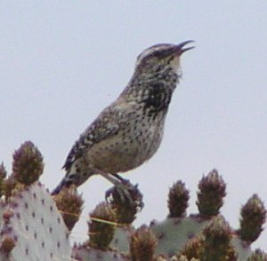 [Cactus wren]