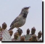 [ Cactus wren ]