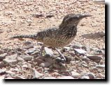 [ Cactus wren ]