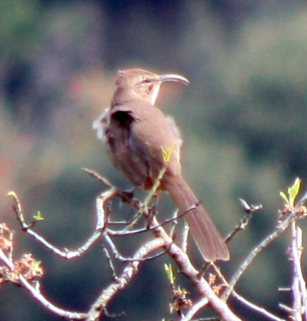 [California thrasher]