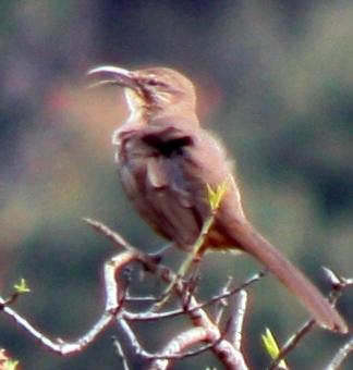 [California thrasher]