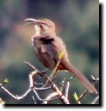 [ California thrasher ]