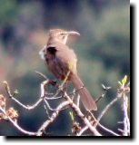 [ California thrasher ]