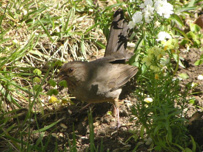 [California towhee]