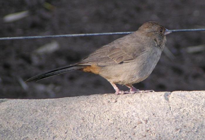 [California towhee]