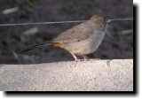 [ California towhee ]