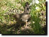 [ California towhee ]