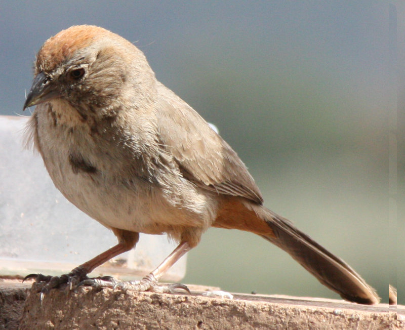 [Canyon towhee]