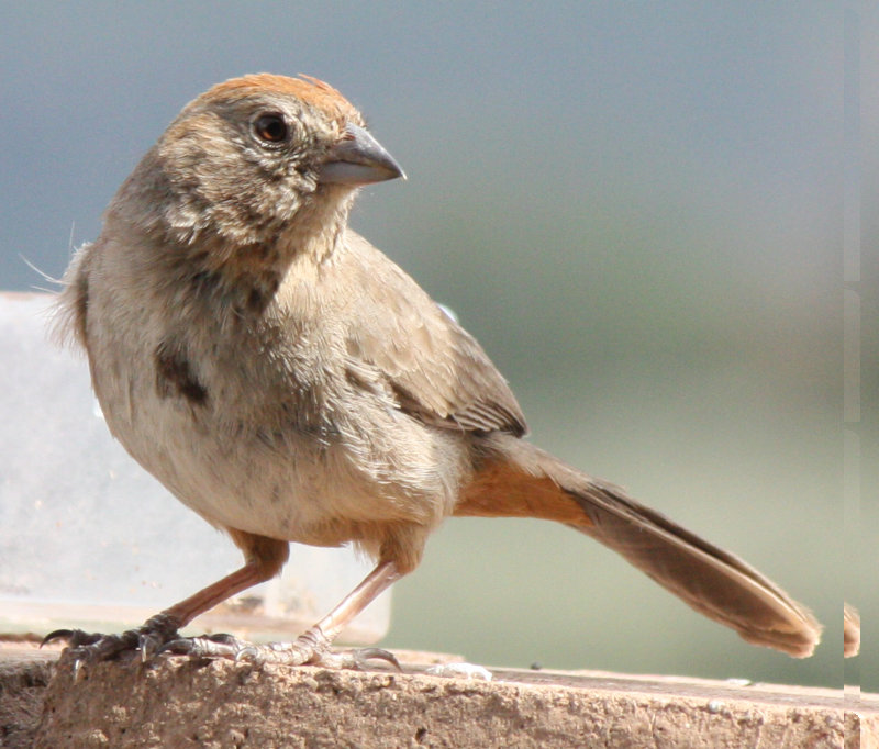 [Canyon towhee]