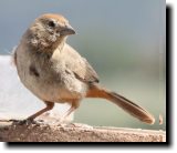 [ Canyon towhee ]