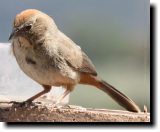 [ Canyon towhee ]