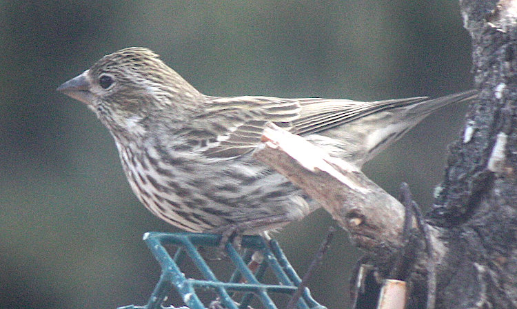 [Cassin's finch]