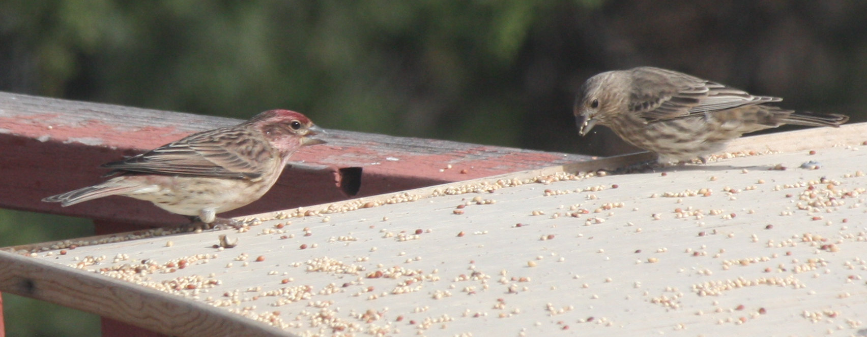 [Cassin's finch]