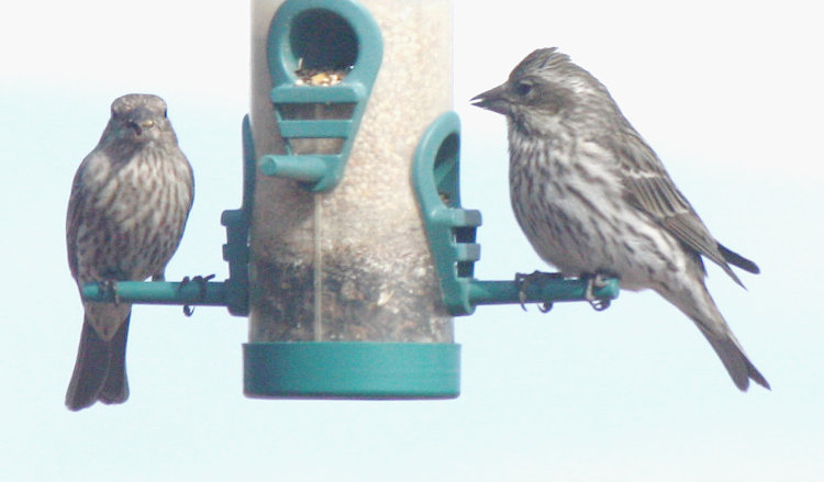 [Cassin's finch]