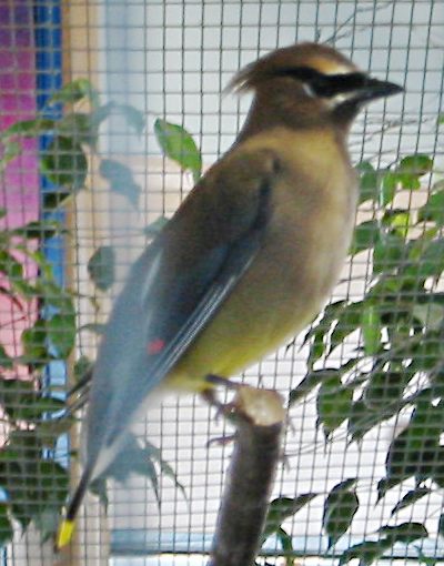 [Cedar waxwing]