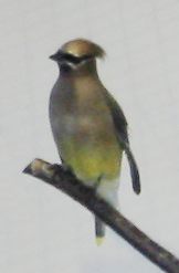 [Cedar waxwing]