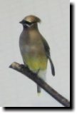 [ Cedar waxwing ]