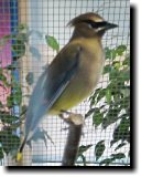 [ Cedar waxwing ]