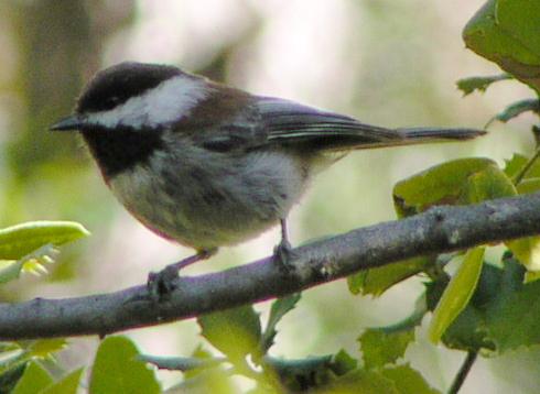 [Chestnut-backed chickadee]