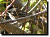 [ Chestnut-backed chickadee ]