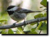 [ Chestnut-backed chickadee ]