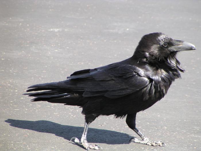 [Chihuahuan raven]