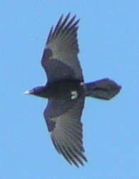 [Chihuahuan raven]