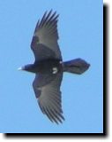 [ Chihuahuan raven ]