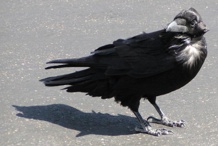 [Chihuahuan raven]