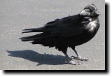 [ Chihuahuan raven ]