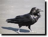 [ Chihuahuan raven ]