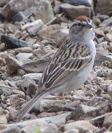 [Chipping sparrow]