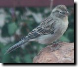 [ Chipping sparrow ]