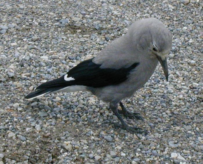 [Clark's nutcracker]