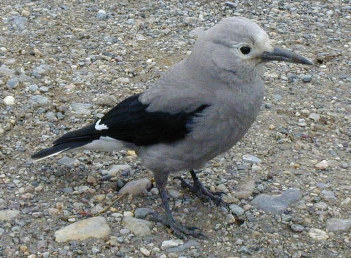 [Clark's nutcracker]