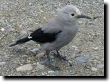 [ Clark's nutcracker ]