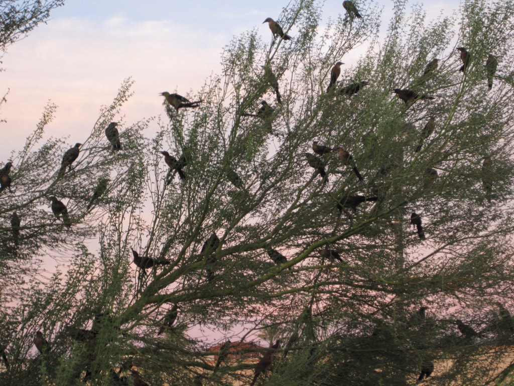 [Common grackle]