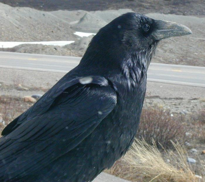 [Common raven]