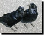 [ Common raven ]