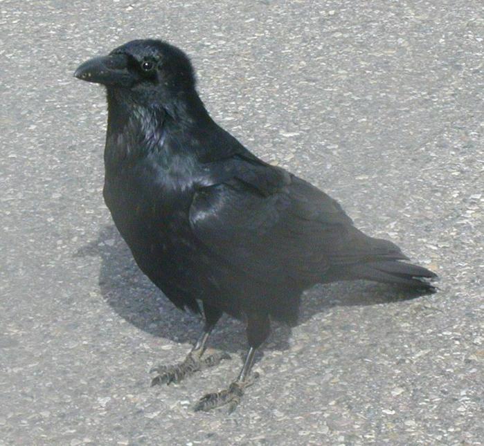 [Common raven]